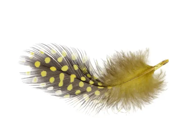 Feather